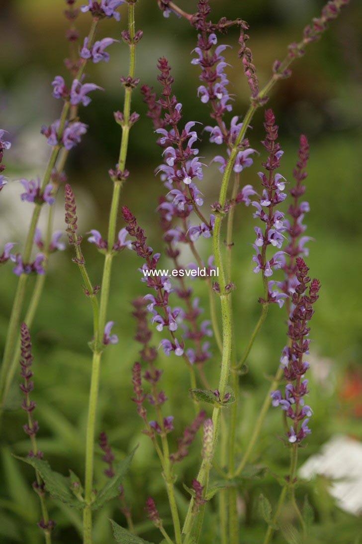 Salvia 'Dear Anja'