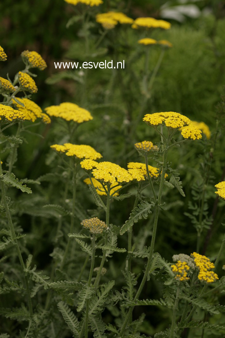 Achillea 'Moonshine'