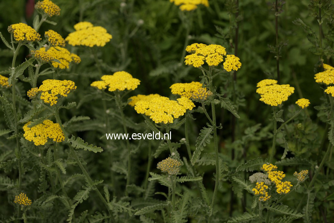 Achillea 'Moonshine'