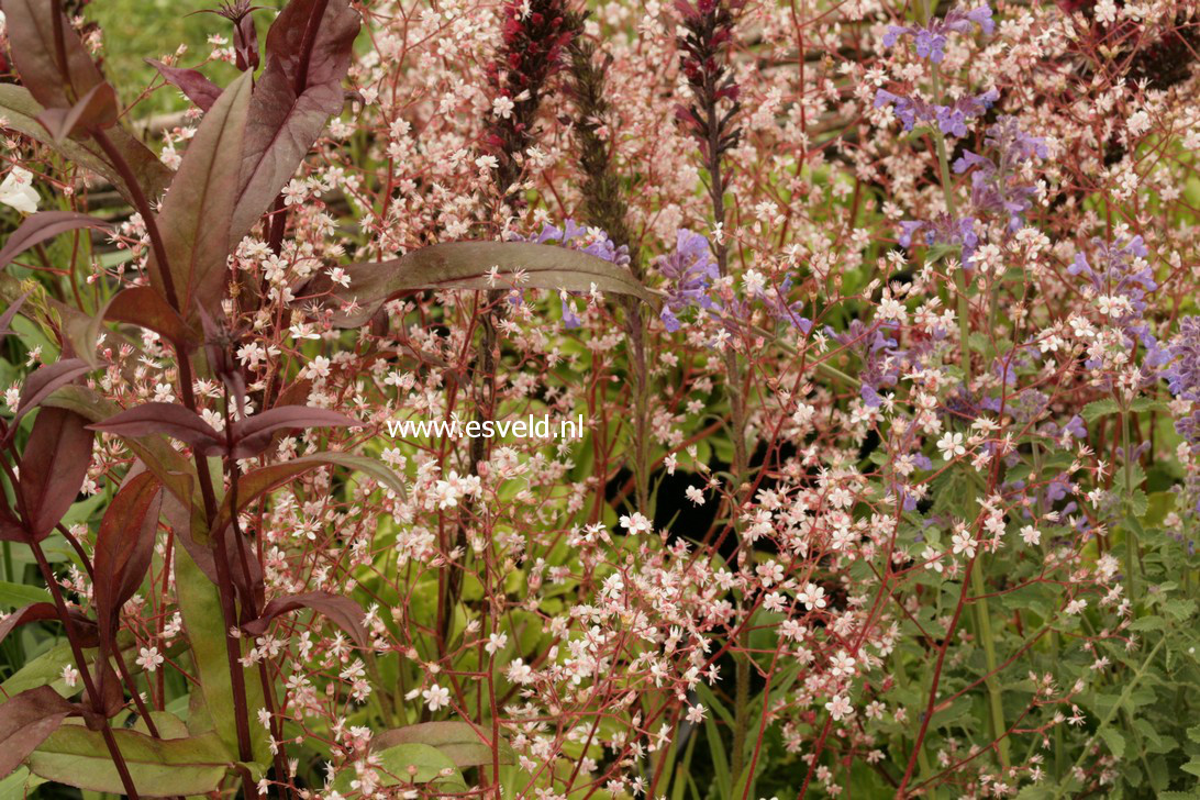 Saxifraga urbium