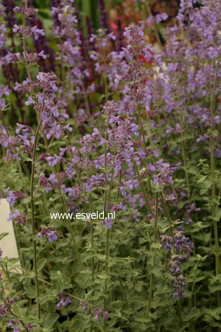 Nepeta faassenii 'Dropmore'