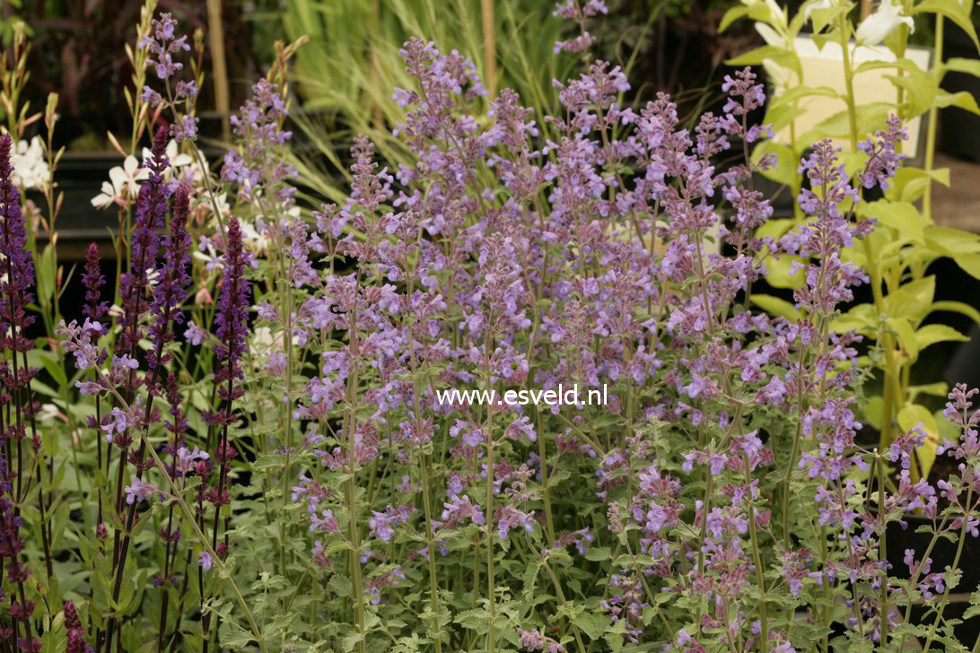 Nepeta faassenii 'Dropmore'