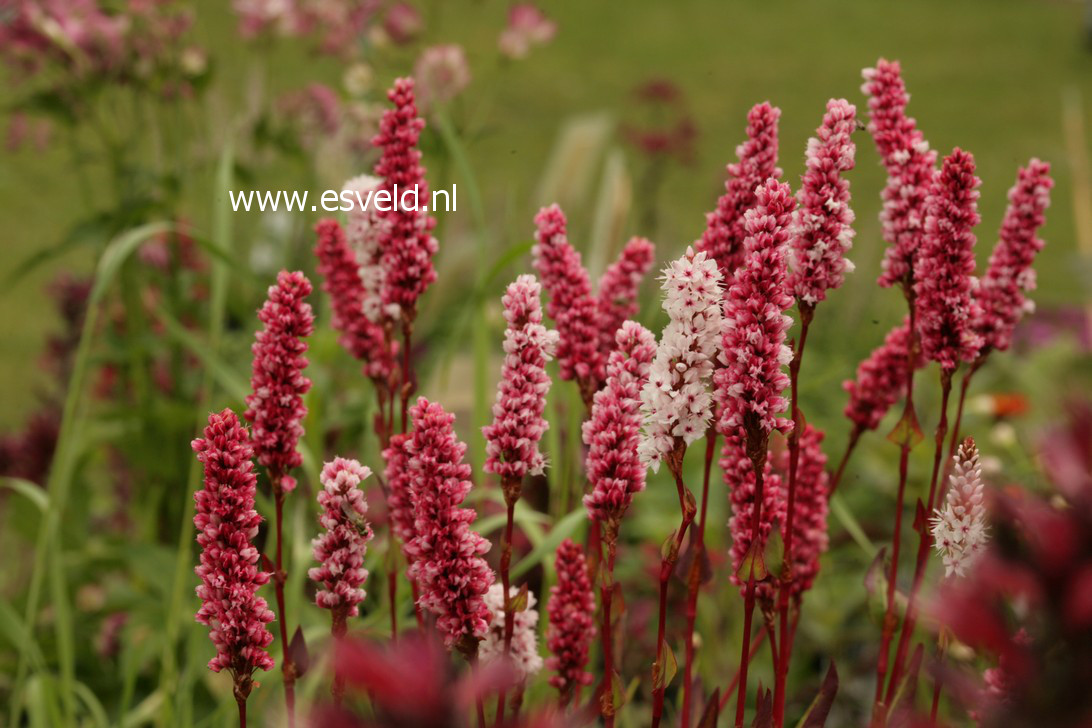 Persicaria affinis 'Darjeeling Red'