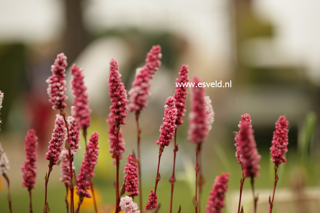 Persicaria affinis 'Darjeeling Red'