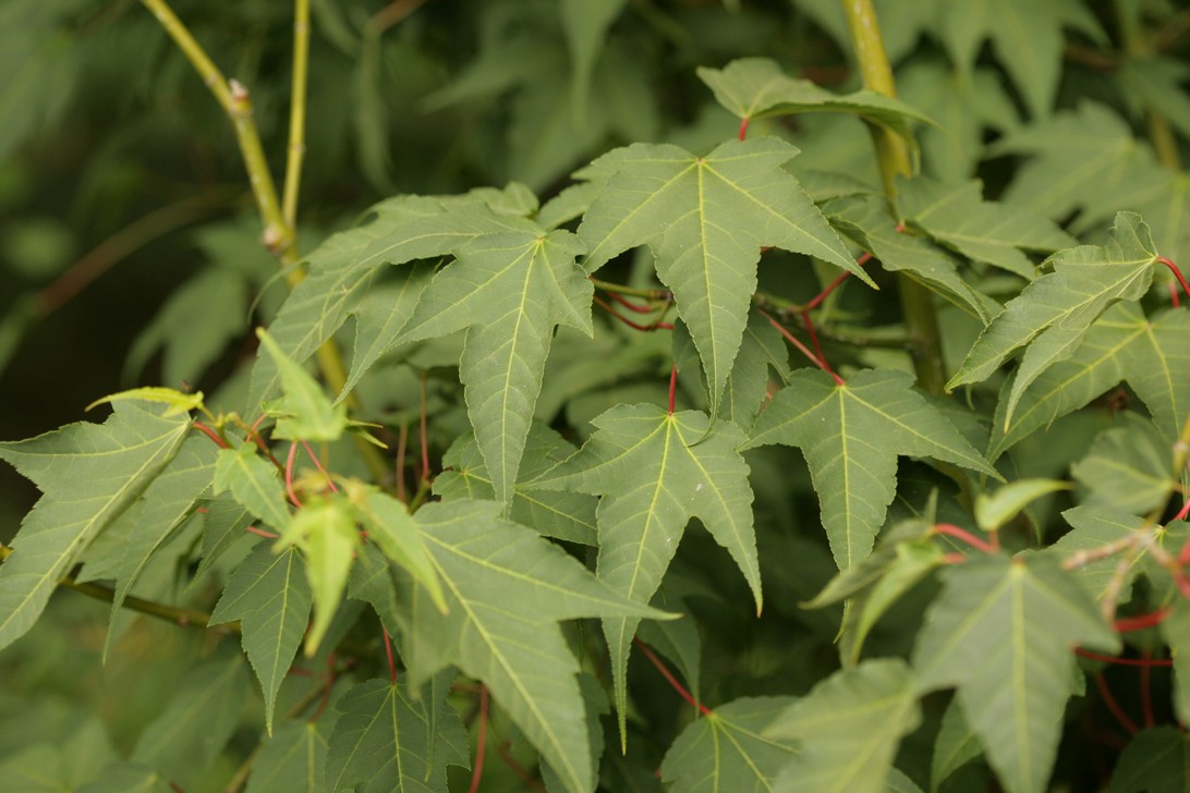 Acer pectinatum ssp. forrestii