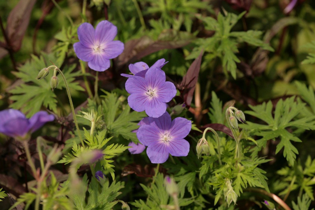 Geranium 'Orion'