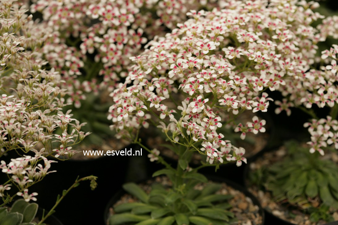 Saxifraga cotyledon 'Southside Seedling'