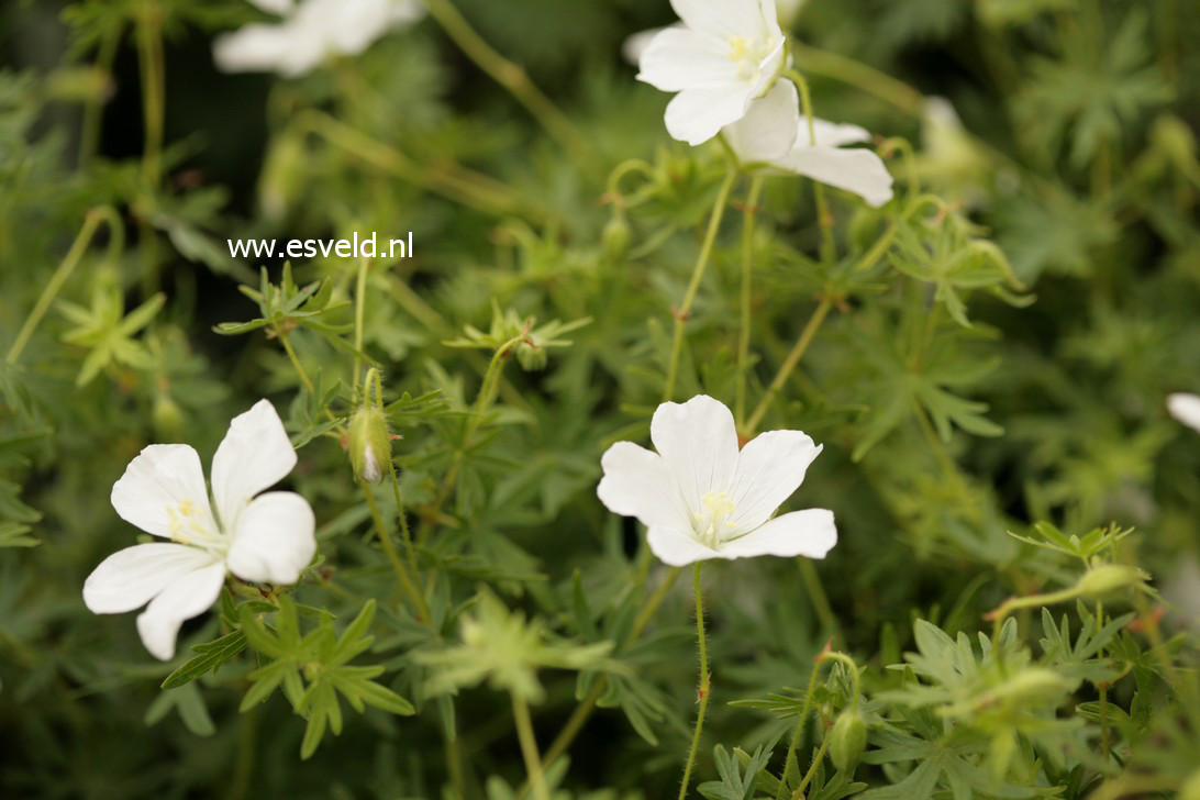 Geranium sanguineum 'Album'