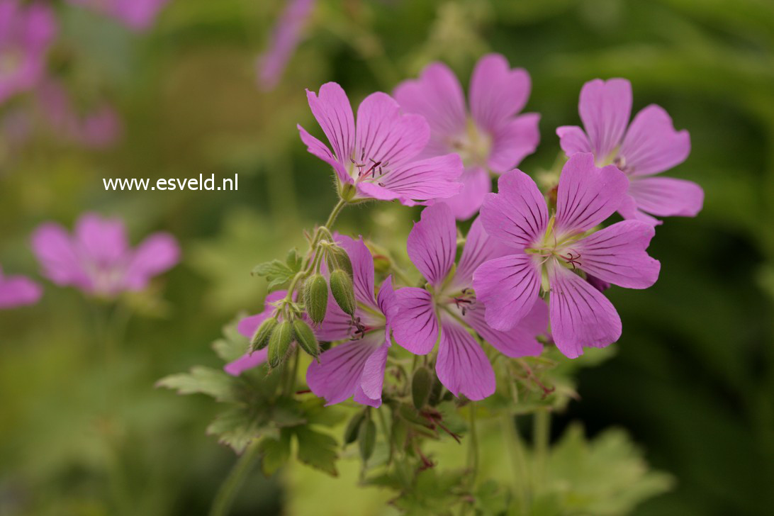 Geranium 'Sirak'