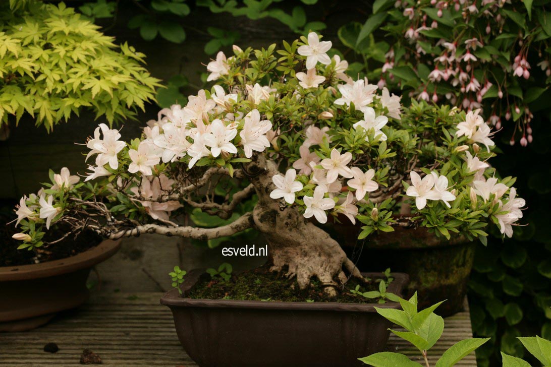 Rhododendron indicum 'Kozan'