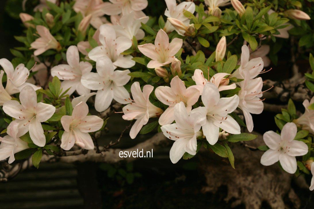 Rhododendron indicum 'Kozan'