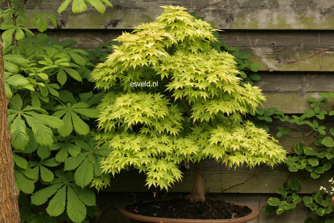 Acer palmatum 'Orange Dream'