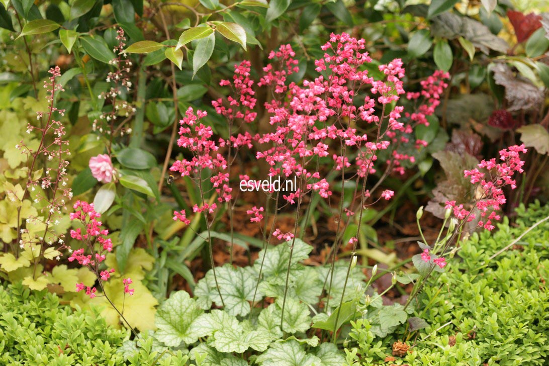 Heuchera 'Paris'
