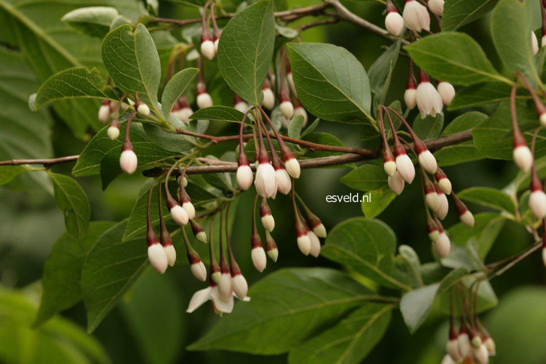 Styrax japonicus