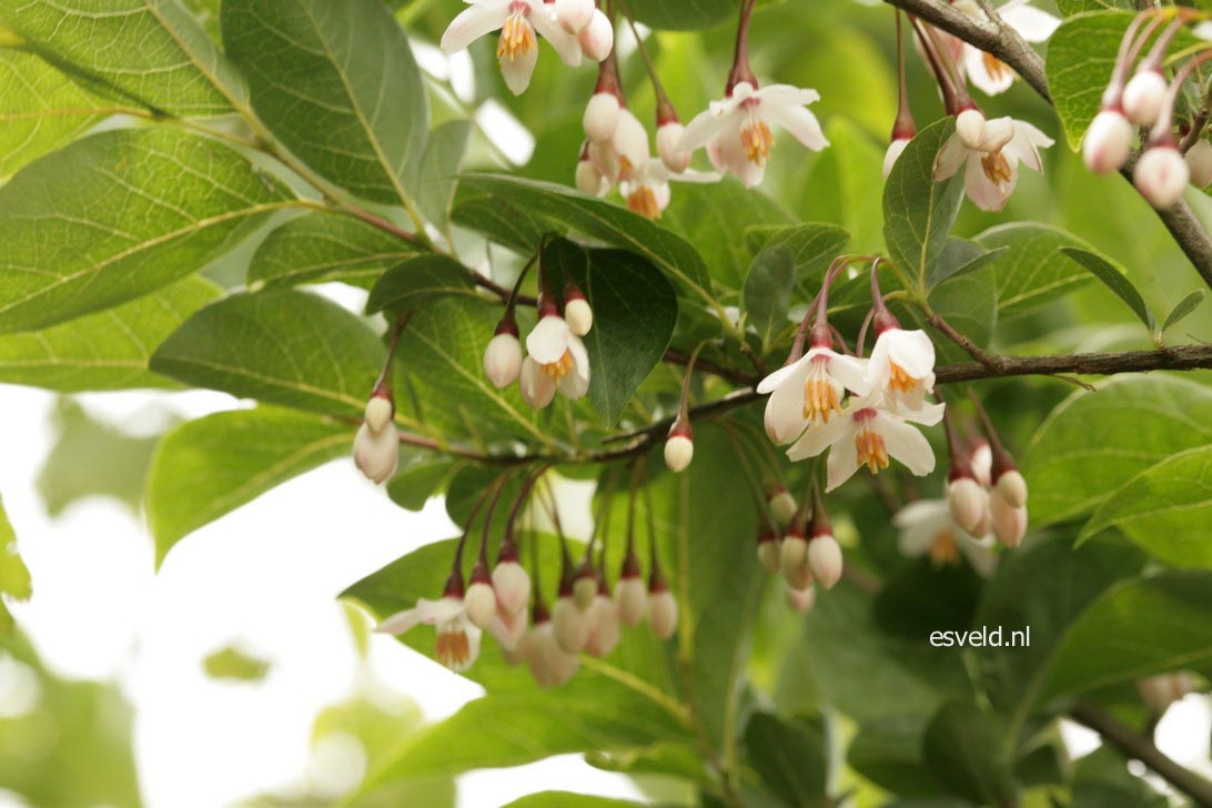 Styrax japonicus