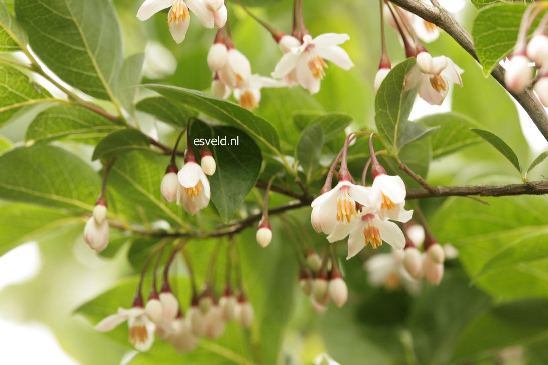 Styrax japonicus