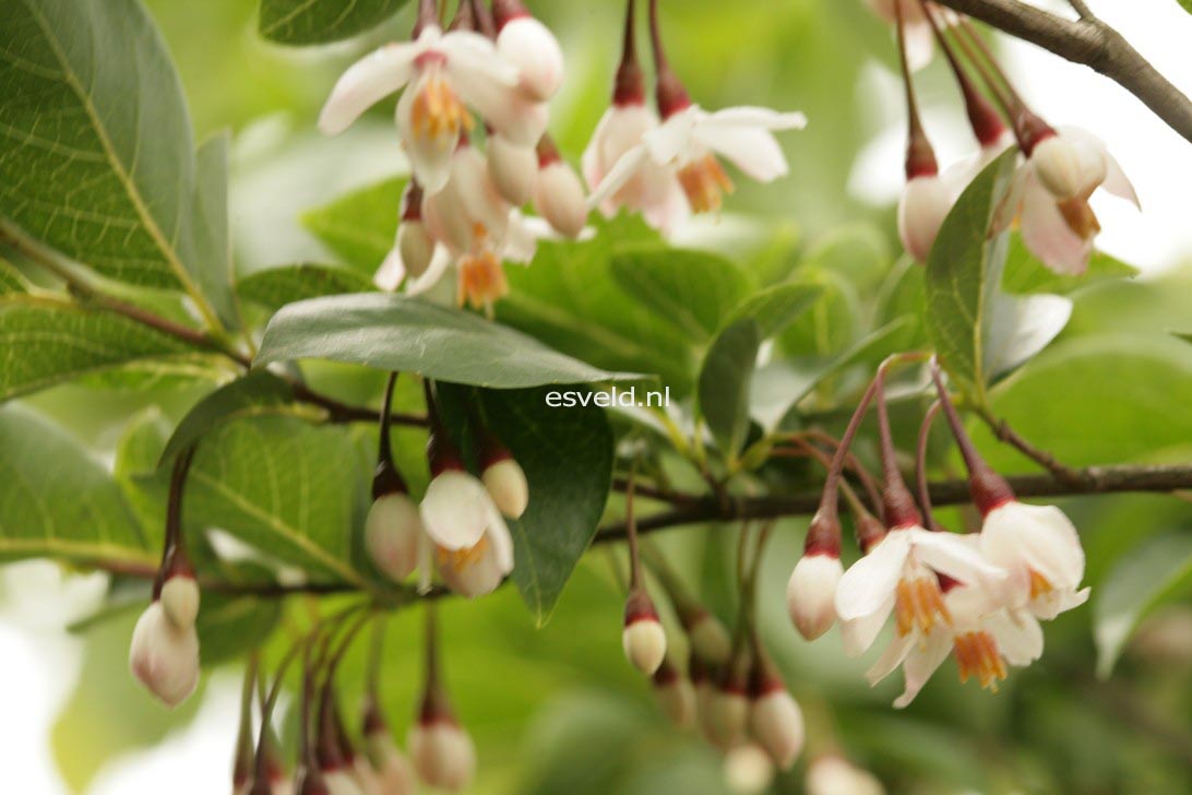 Styrax japonicus