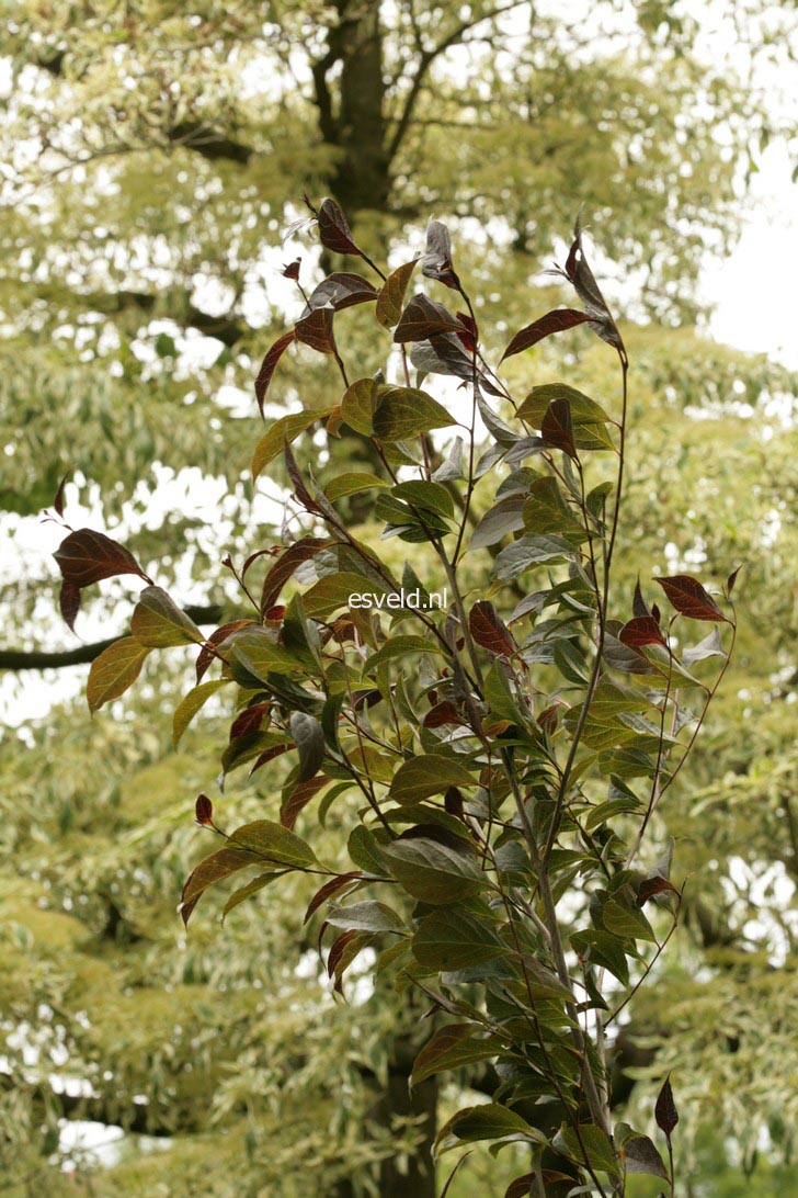 Styrax japonicus