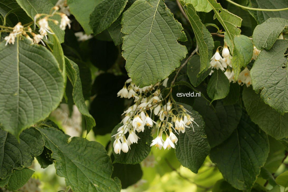 Styrax hemsleyanus