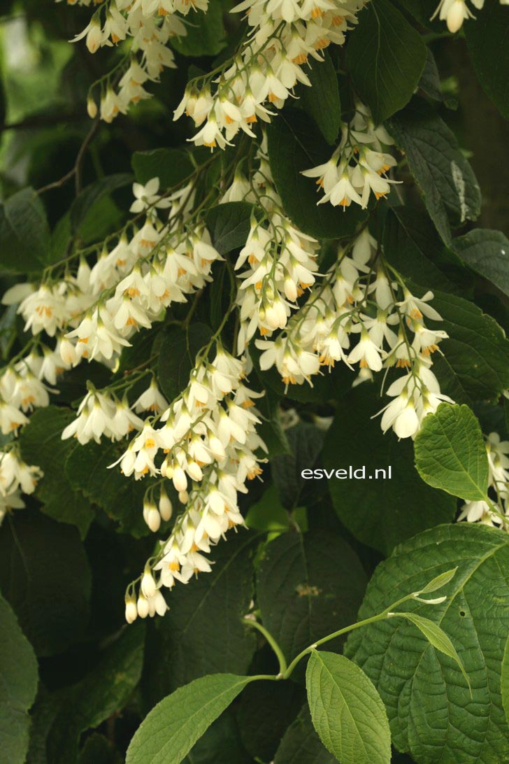 Styrax hemsleyanus