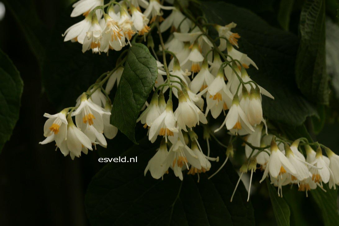 Styrax hemsleyanus