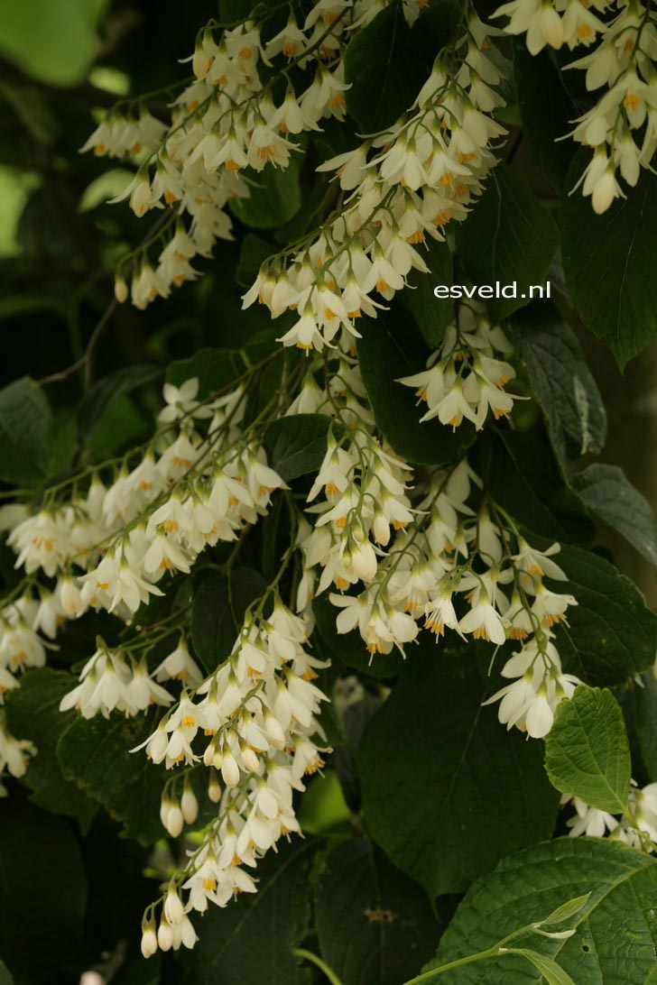 Styrax hemsleyanus