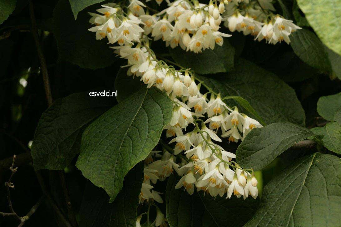 Styrax hemsleyanus