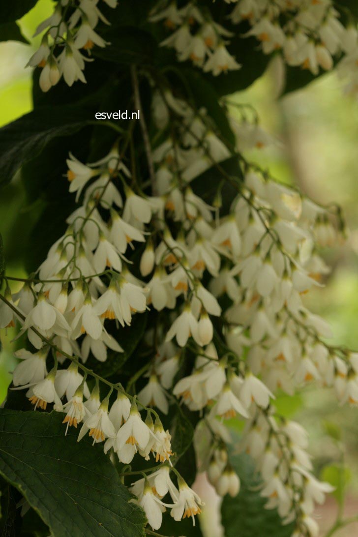 Styrax hemsleyanus