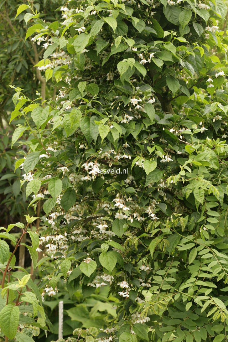 Styrax japonicus fargesii