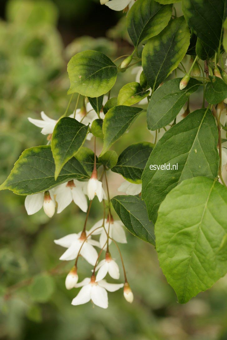 Styrax japonicus fargesii