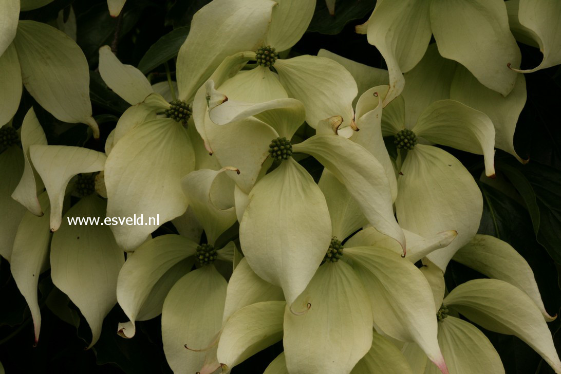 Cornus kousa 'Moonbeam'