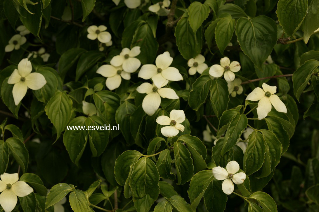 Cornus kousa 'Xanthocarpa'