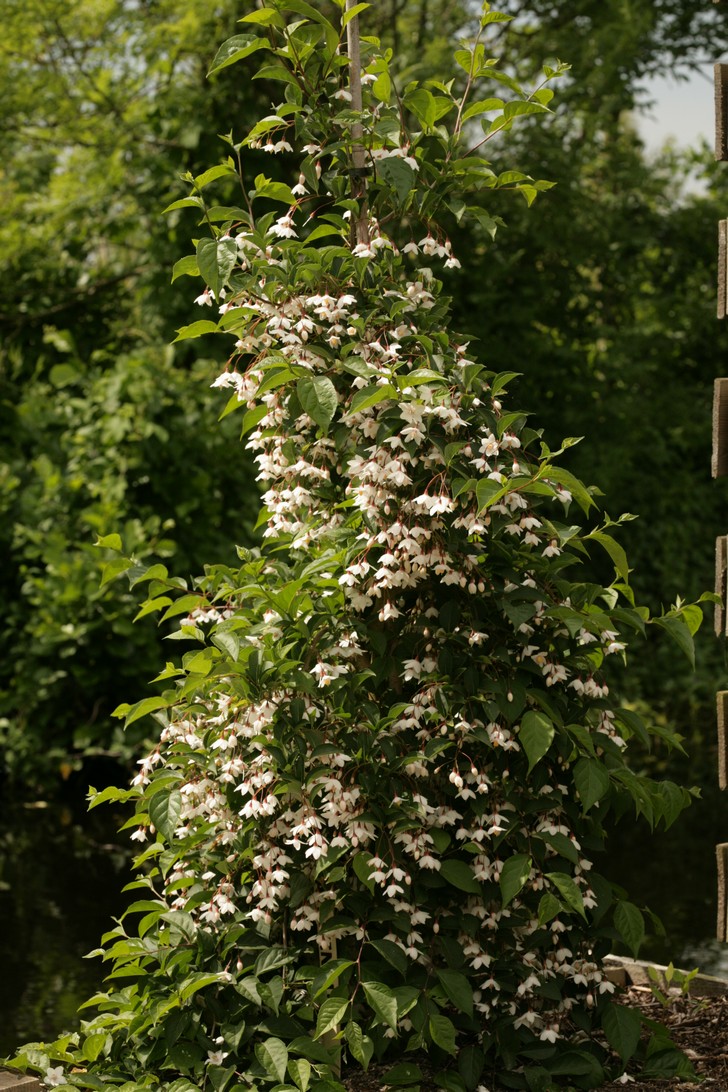 Styrax japonicus 'Pendulus'