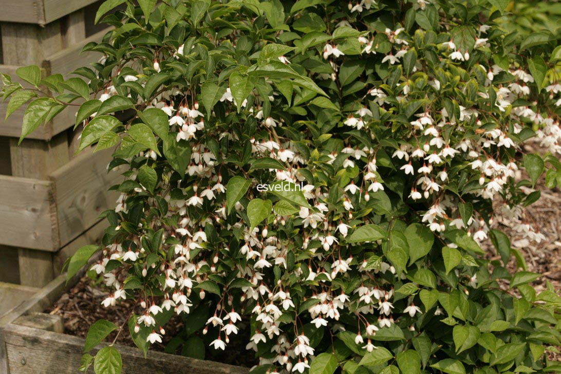 Styrax japonicus 'Pendulus'