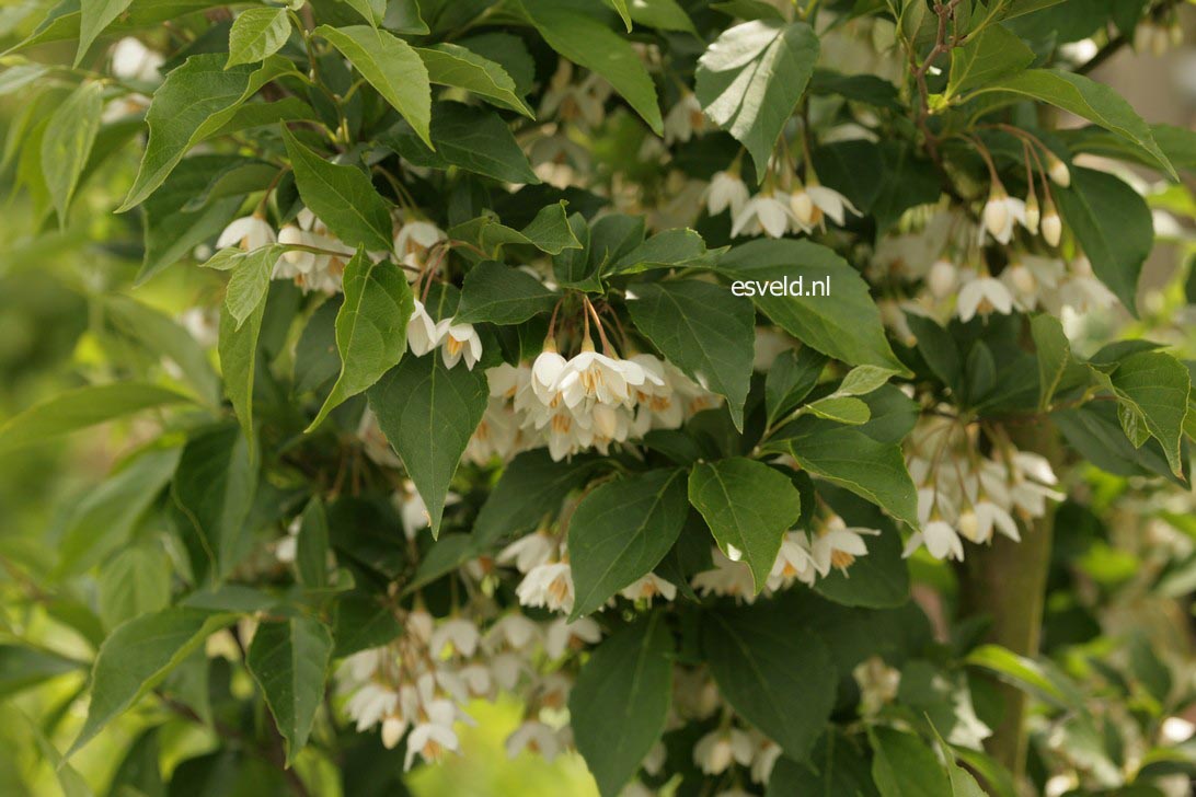 Styrax japonicus 'Snowfall'