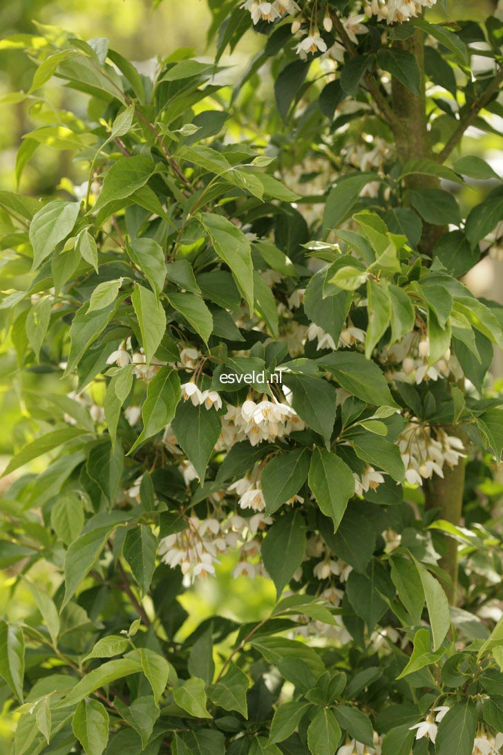 Styrax japonicus 'Snowfall'