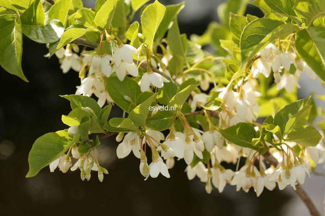 Styrax japonicus 'Sohuksan' (EMERALD PAGODA)