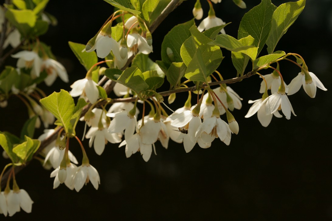 Styrax japonicus 'Sohuksan' (EMERALD PAGODA)