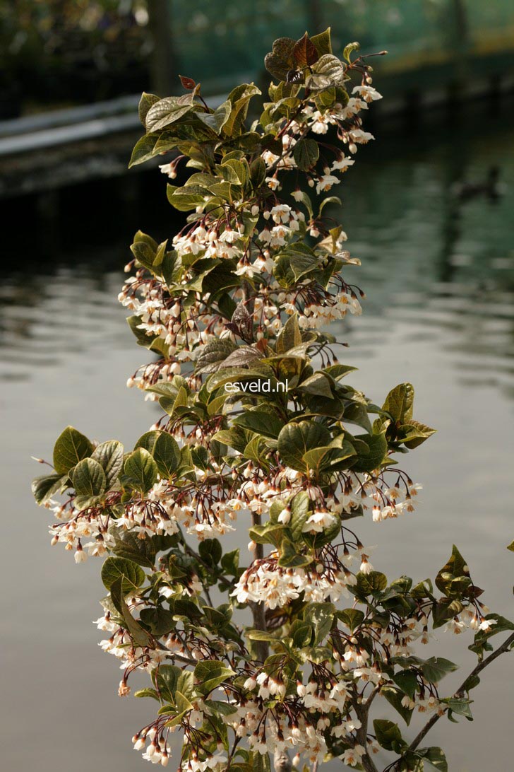 Styrax japonicus 'Purple Dress'