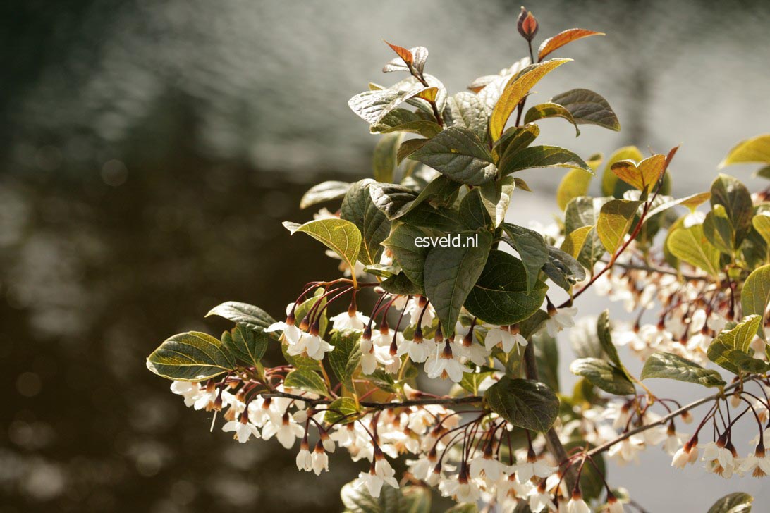 Styrax japonicus 'Purple Dress'