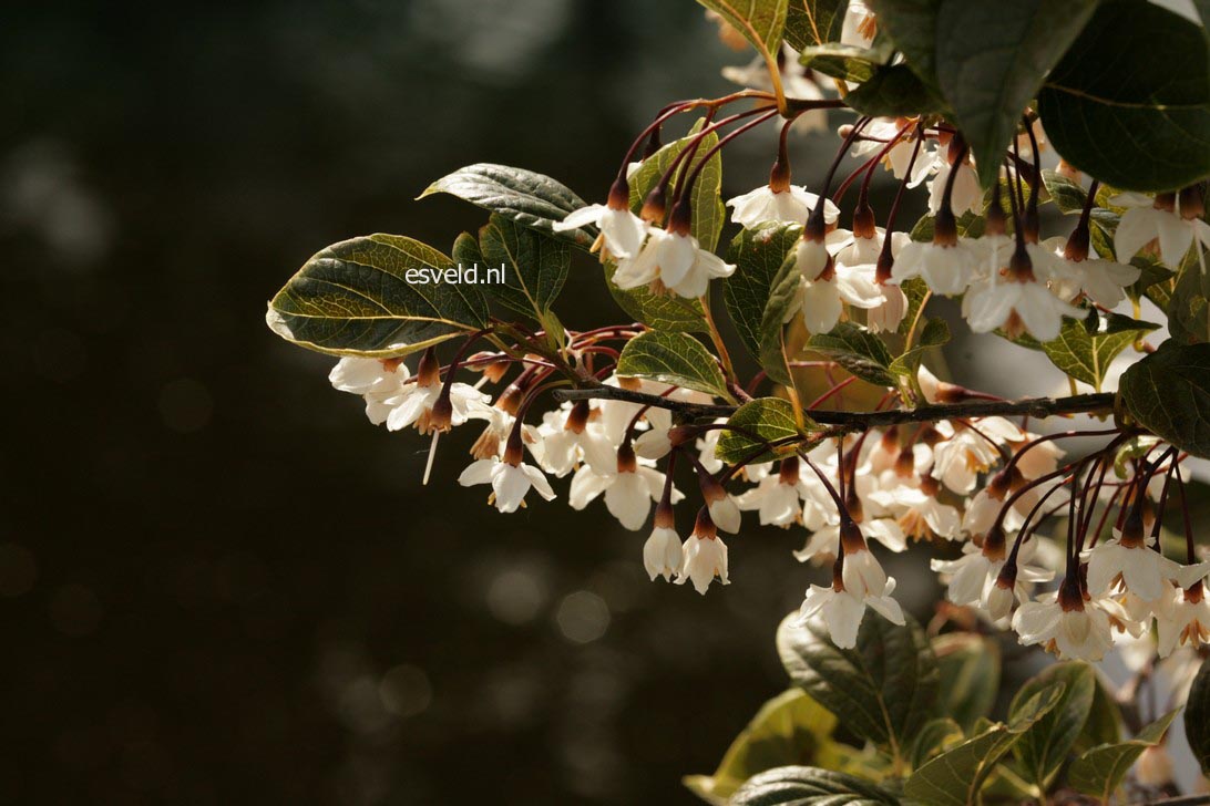 Styrax japonicus 'Purple Dress'