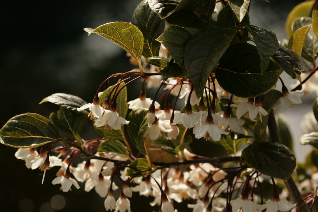 Styrax japonicus 'Purple Dress'