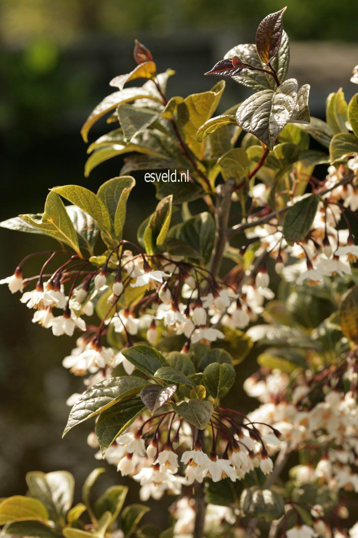 Styrax japonicus 'Purple Dress'