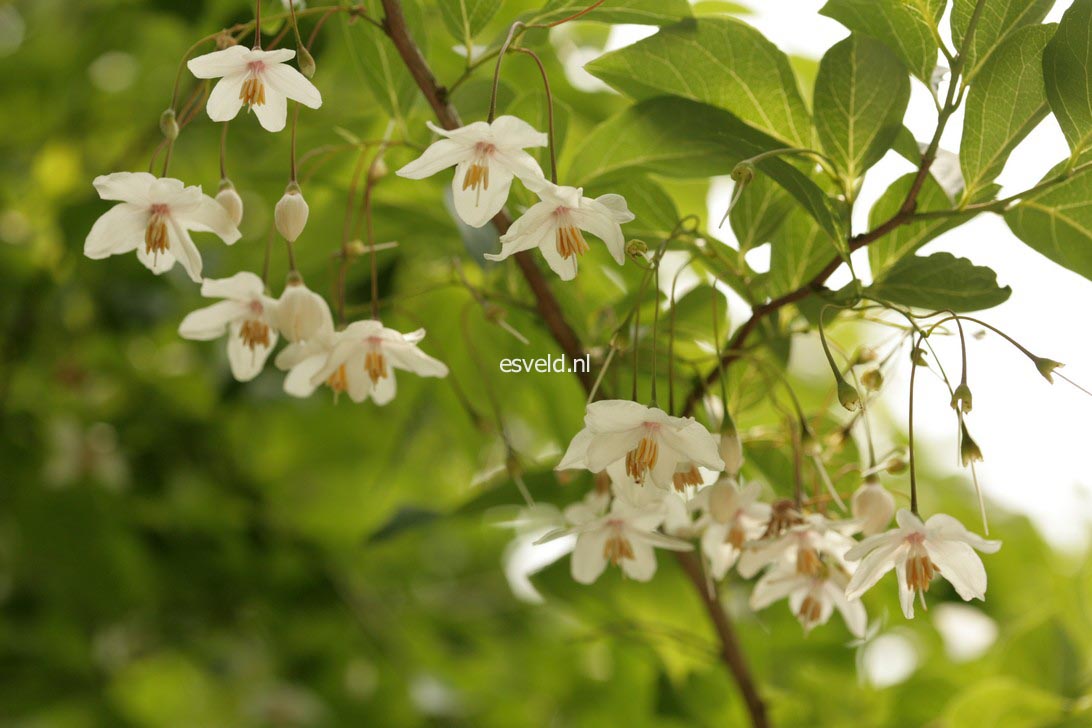 Styrax japonicus