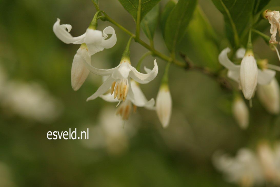 Styrax americanus