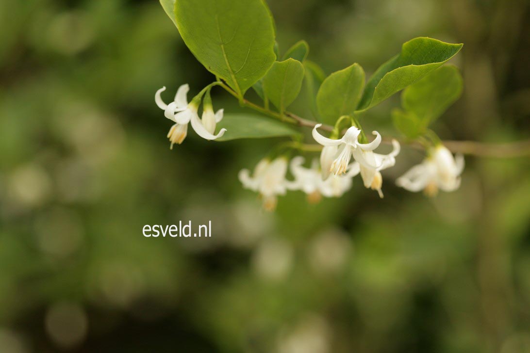 Styrax americanus