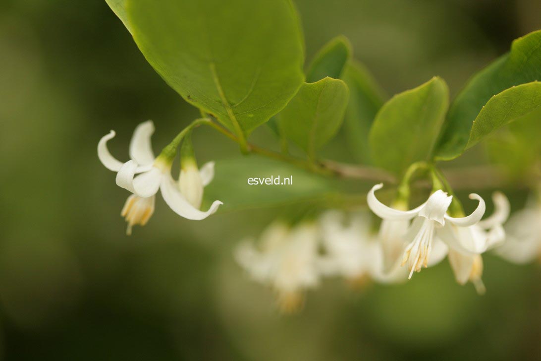 Styrax americanus