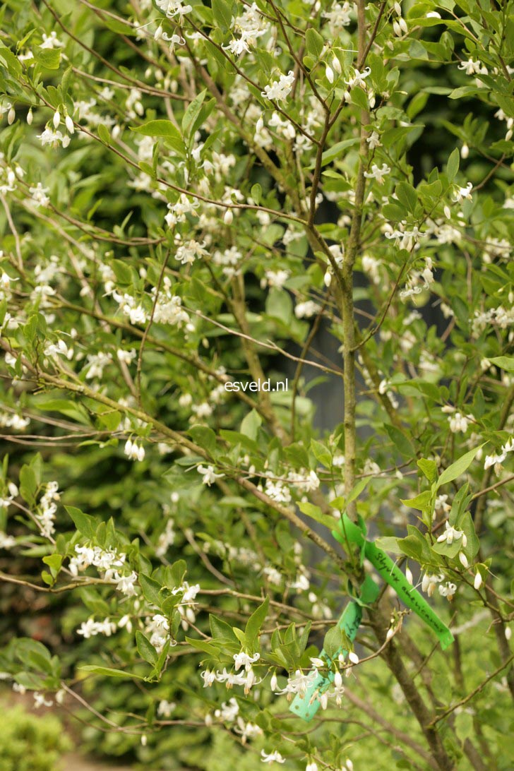 Styrax americanus