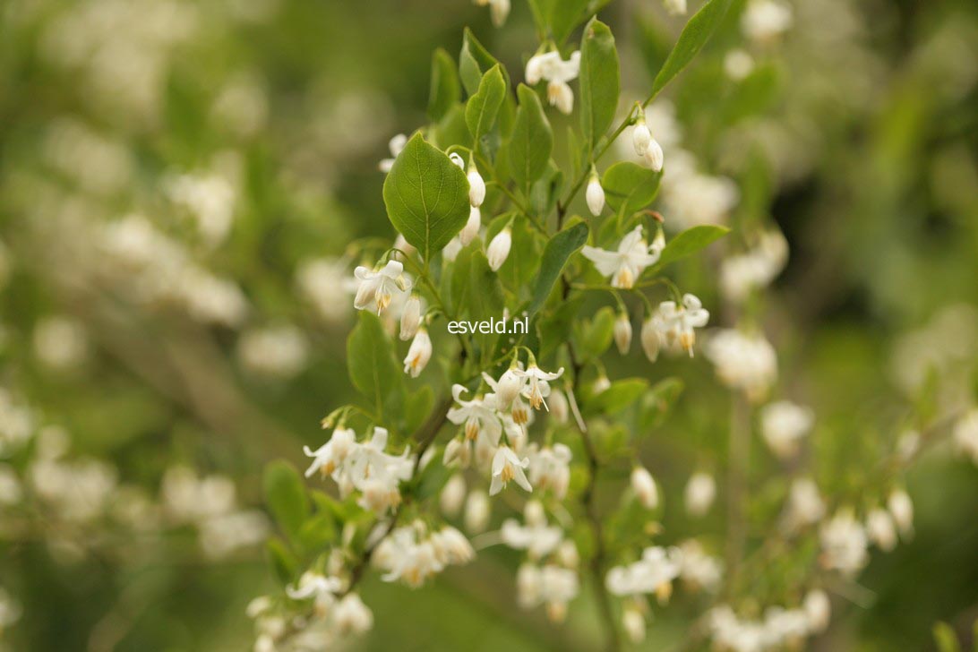 Styrax americanus