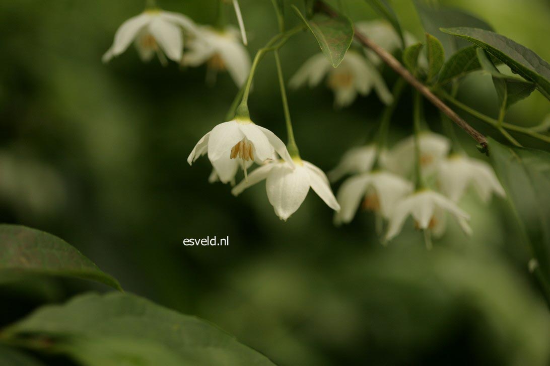 Styrax hookeri var. yunnanensis